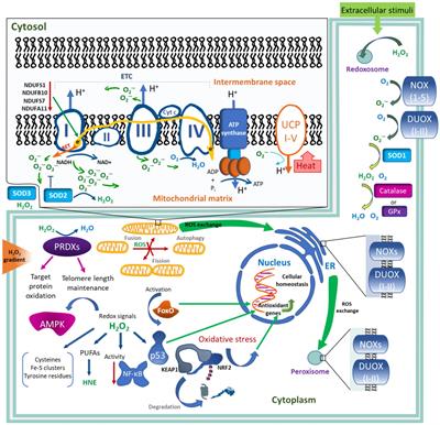 Physiological Signaling Functions of Reactive Oxygen Species in Stem Cells: From Flies to Man